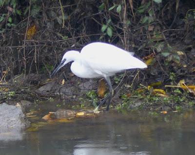 Garzas, garcetas, garcillas