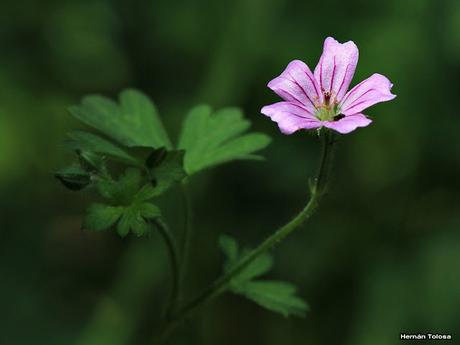 Core-core (Geranium sessiliflorum)