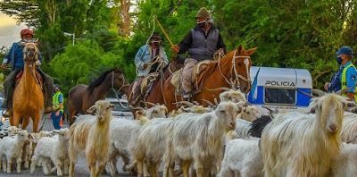 Operativo Trashumancia desde el 20 de noviembre