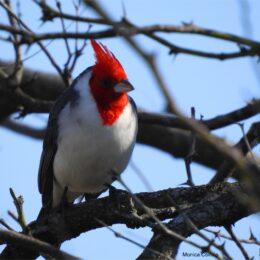 Cardenal Copete Rojo