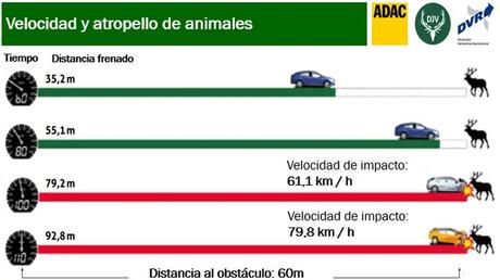 VÍDEO | ¿Qué ocurre cuándo atropellamos un jabalí con nuestro coche?