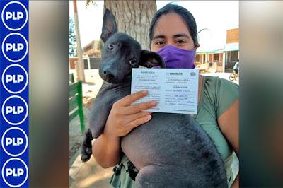 GRL INTENSIFICA JORNADA DE VACUNACIÓN GRATUITA CANINA...