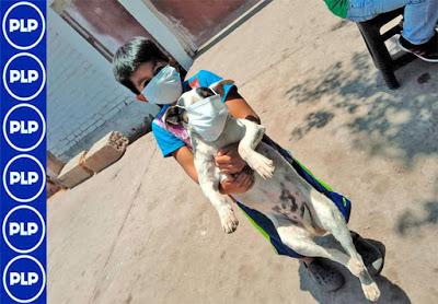 GRL INTENSIFICA JORNADA DE VACUNACIÓN GRATUITA CANINA...