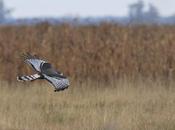 campos Monte junio 2020) parte