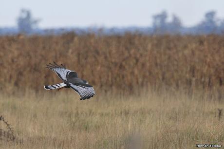 Por campos de Monte (28 de junio de 2020) I parte