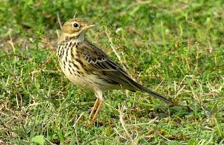 RECUPERACIÓN DE BOSQUES CANTÁBRICOS