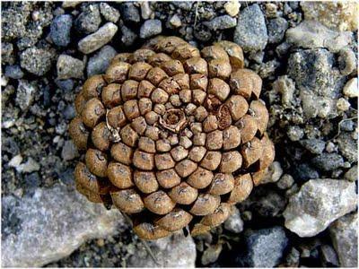 La sucesión de Fibonacci en la naturaleza