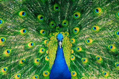 La sucesión de Fibonacci en la naturaleza