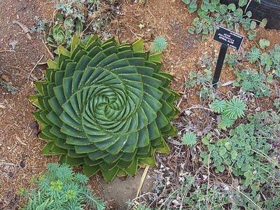 La sucesión de Fibonacci en la naturaleza