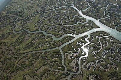 La sucesión de Fibonacci en la naturaleza