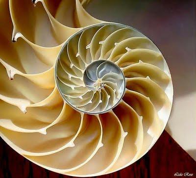La sucesión de Fibonacci en la naturaleza