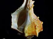 Marejada contará editorial