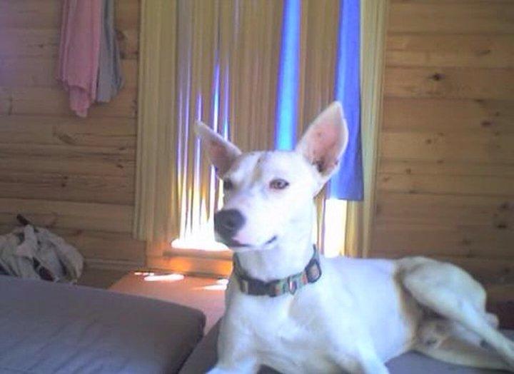 Podenco robado , puede estar en Extremadura