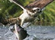 Ocho águilas pescadoras liberadas Cádiz