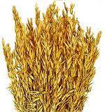 avenaceliaco Los celiacos deben tener cuidado también con algunos tipos de avena