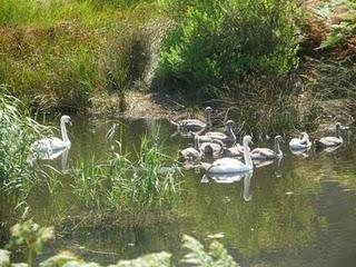 Familia de cisnes, en Santoña