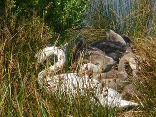 Familia de cisnes, en Santoña