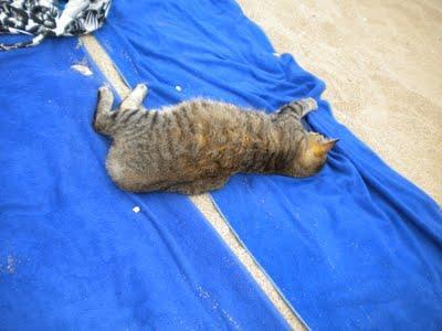 El Paraiso de los Gatos