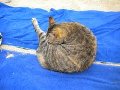 El Paraiso de los Gatos