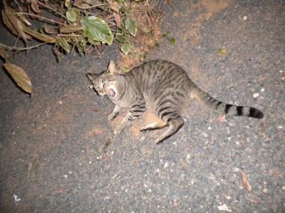 El Paraiso de los Gatos