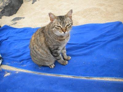 El Paraiso de los Gatos