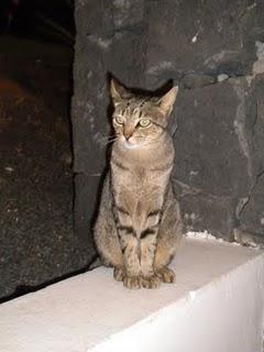 El Paraiso de los Gatos