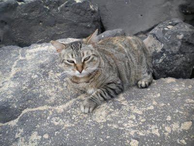 El Paraiso de los Gatos