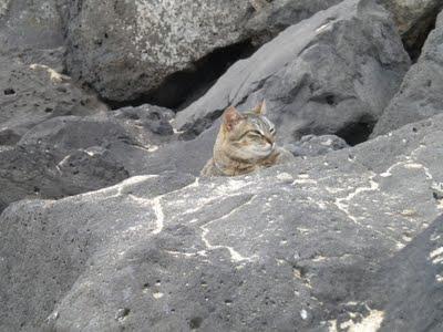 El Paraiso de los Gatos