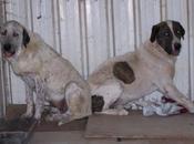 MASTINES asfixiados calor caseta obra. (MADRID) URGENTE!!!