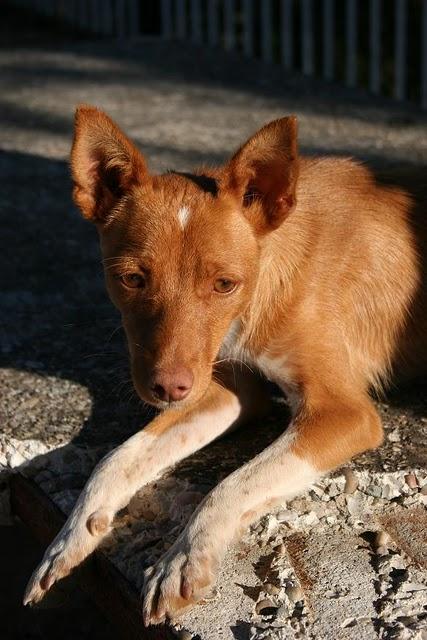 Podenquito abandonado en Córdoba! URGENTE!!