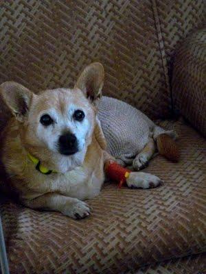 PUSA, CASO DE ABANDONO SIN ESCRÚPULOS, VIEJITA EN UNA GASOLINERA. (VALENCIA)