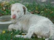 S.O.S.PERRITO ALBINO OJOS AZULES ABANDONADO MEDIANA CARRETERA!! (Badajoz)