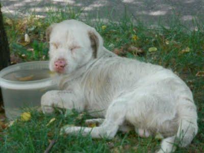 S.O.S.PERRITO ALBINO OJOS AZULES ABANDONADO EN MEDIANA DE CARRETERA!! (Badajoz)