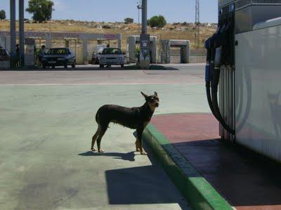 RATONERA EMBARAZADA EN UNA GASOLINERA. (BADAJOZ)