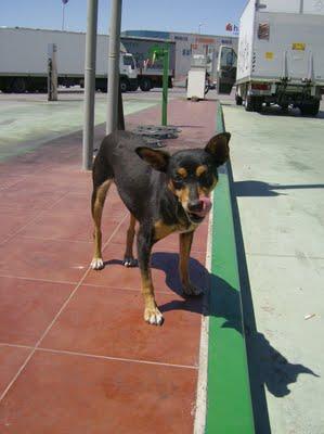 RATONERA EMBARAZADA EN UNA GASOLINERA. (BADAJOZ)