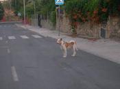Manoli, podenca abandonada. (Córdoba)