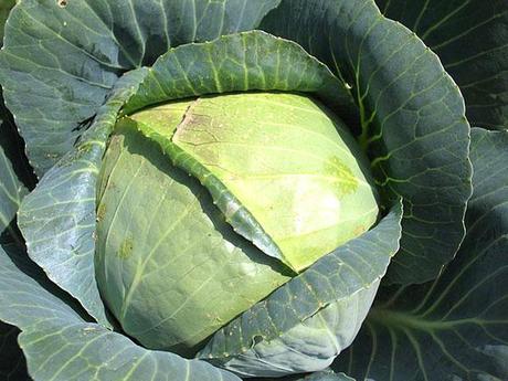 Col---Recetas-de-cocina-RECETASonline