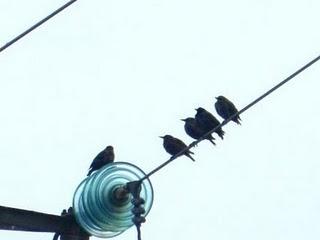 Las aves gregarias se reúnen en bandos