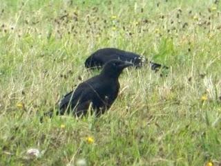 Las aves gregarias se reúnen en bandos