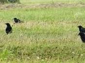 aves gregarias reúnen bandos