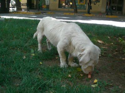 S.O.S.PERRITO ALBINO OJOS AZULES ABANDONADO EN MEDIANA DE CARRETERA!! (Badaj