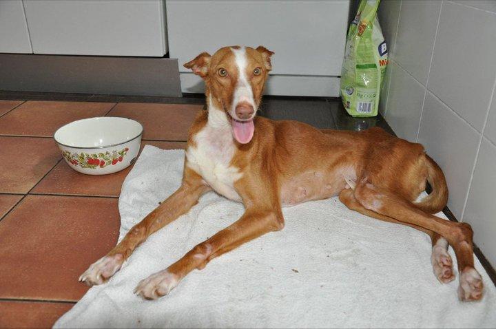 Dora, sigue buscando hogar , mirad que guapa está