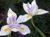 Dietes grandiflora