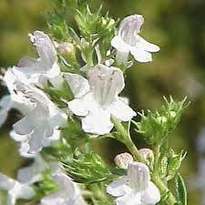 ajedrea Ajedrea como antiséptico natural