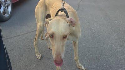 PODENCO Y GALGO ENFERMO, SACADOS DE LAS CUADRAS DE SEVILLA!! AYUDADME POR DIOS YA NO PUEDO MAS!!