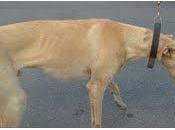 Podenco galgo enfermo, sacados cuadras sevilla!! ayudadme dios puedo mas!!