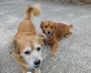 ABUELITA Y SU HIJO ABANDONADOS EN EL CAMPO. (VALENCIA)