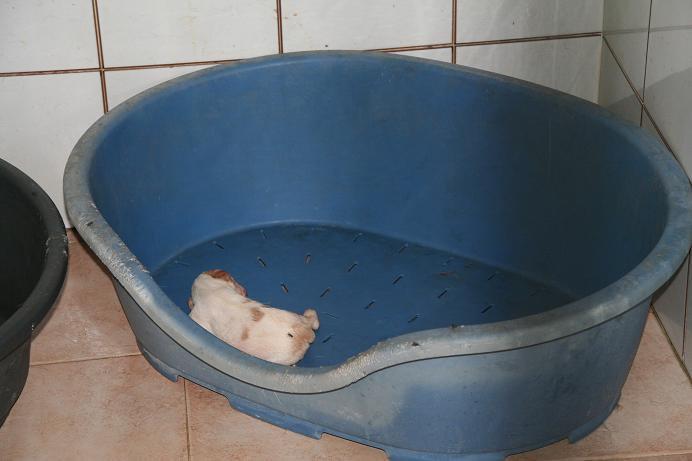 Kin , Jade y su cachorro .... Os suplico ayuda (Málaga)