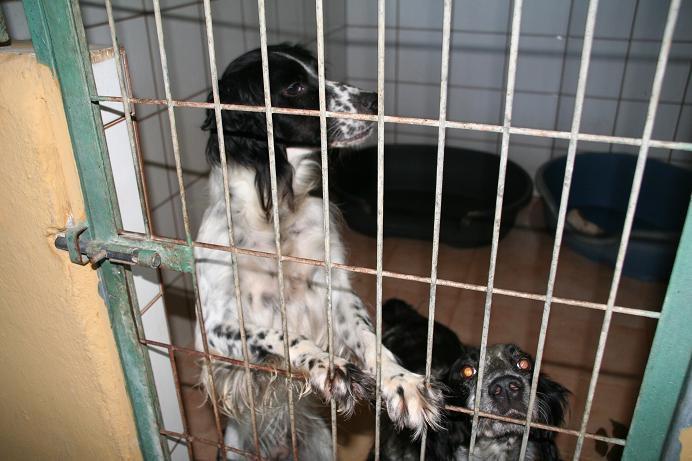 Kin , Jade y su cachorro .... Os suplico ayuda (Málaga)