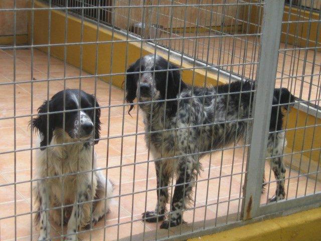 Kin , Jade y su cachorro .... Os suplico ayuda (Málaga)